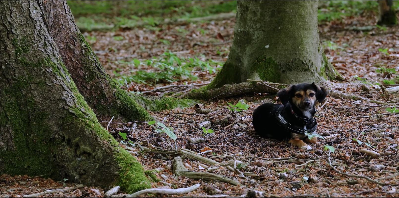 Kurzfilm Nila von Lukas Schläpfer
